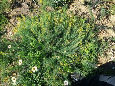Lebeckia plukenetiana, photographed by Chris Vynbos