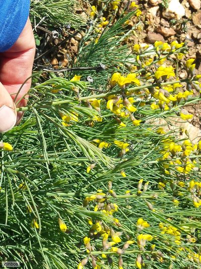 Lebeckia plukenetiana, photographed by Chris Vynbos
