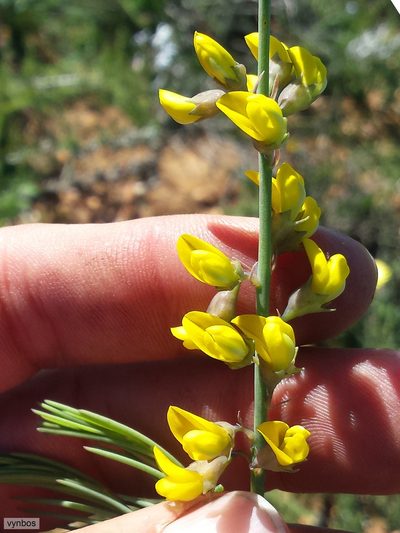 Lebeckia plukenetiana, photographed by Chris Vynbos