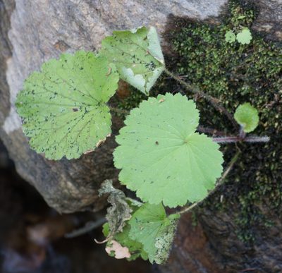 Boykinia rotundifolia, photographed by Jesse Rorabaugh