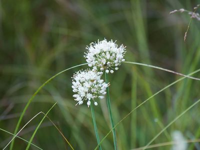 Allium suaveolens, photographed by Andreas Stiller