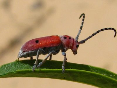 Asclepias labriformis, photographed by Robbie Hannawacker