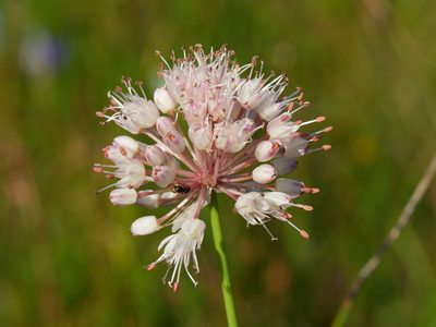 Allium suaveolens, photographed by Andreas Stiller