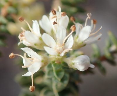 Agathosma recurvifolia, photographed by Nicola van Berkel