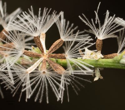 Stephanomeria virgata, photographed by Jesse Rorabaugh