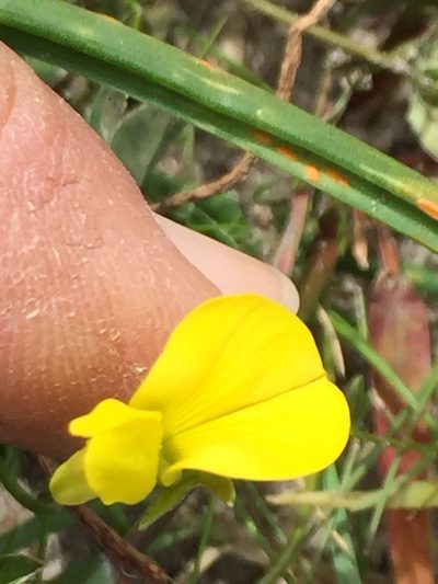 Crotalaria excisa, photographed by Caroline Voget