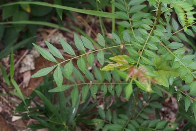 Zanthoxylum schinifolium, photographed by harum.koh