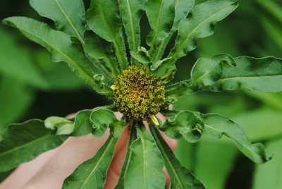 Bidens vulgata, photographed by Zihao Wang