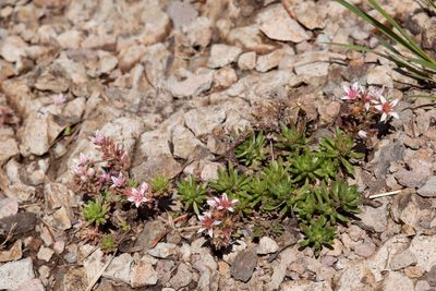 Sedum stelliforme, photographed by Cecelia Alexander