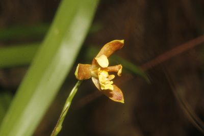 Prosthechea livida, photographed by Juan Cruzado Cortés