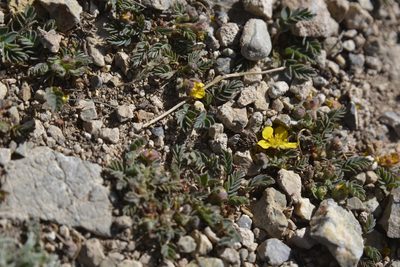 Sibbaldianthe moorcroftii, photographed by Carlos Martorell