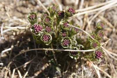 Stellera chamaejasme, photographed by Carlos Martorell
