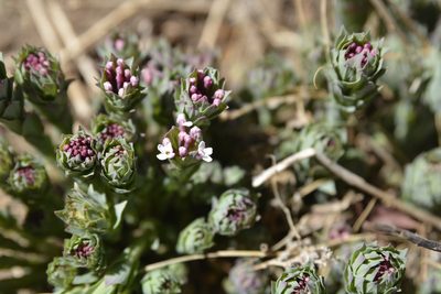 Stellera chamaejasme, photographed by Carlos Martorell