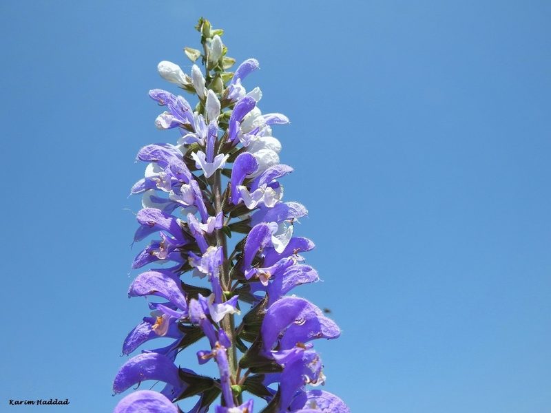 Salvia barrelieri, photographed by Karim Haddad
