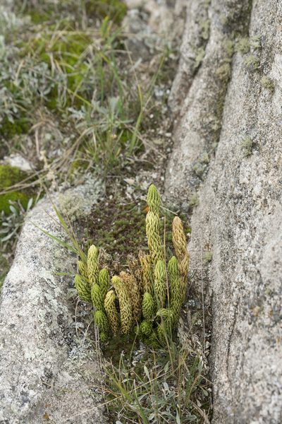 Phlegmariurus saururus, photographed by Carlos Martorell
