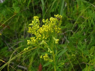 Solidago ohioensis, photographed by Reuven Martin