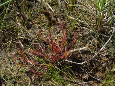 Drosera linearis, photographed by Reuven Martin