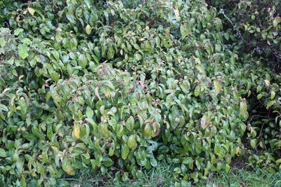 Viburnum japonicum, photographed by Joe Potter Butler