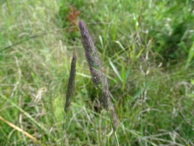 Muhlenbergia glomerata, photographed by Reuven Martin