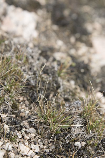 Tripogonella spicata, photographed by Carlos Martorell
