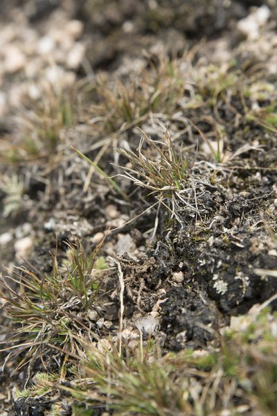 Tripogonella spicata, photographed by Carlos Martorell