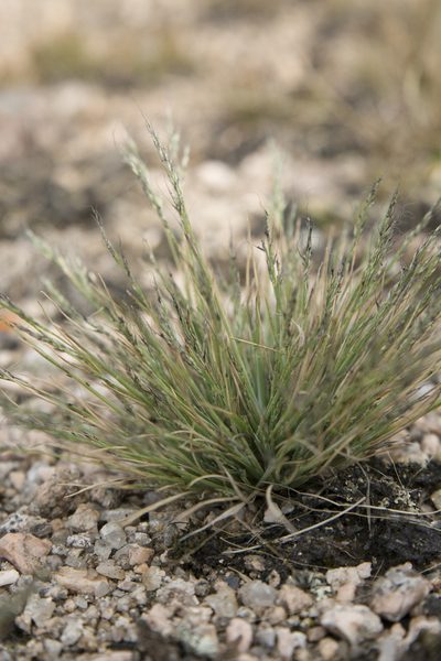 Muhlenbergia peruviana, photographed by Carlos Martorell