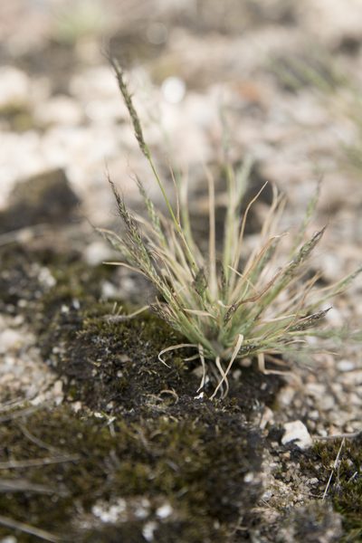 Muhlenbergia peruviana, photographed by Carlos Martorell