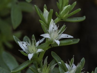 Sedum cockerellii, photographed by Craig Martin