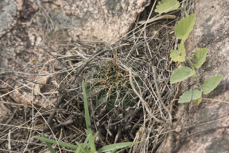Echinopsis aurea, photographed by Carlos Martorell