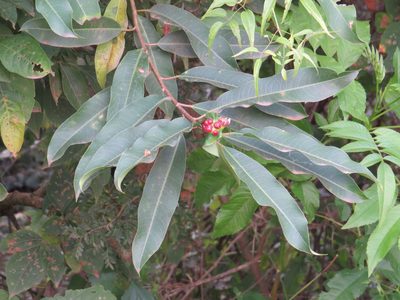 Sapium glandulosum, photographed by Leonel Roget
