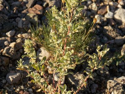 Atriplex elegans, photographed by Eliseo D Moreno