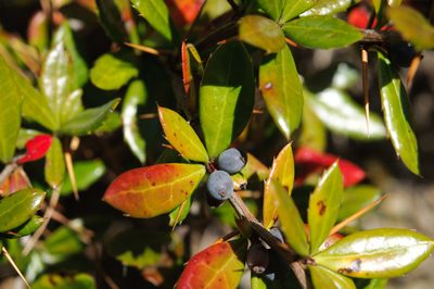 Berberis nantoensis, photographed by Cheng-Tao Lin