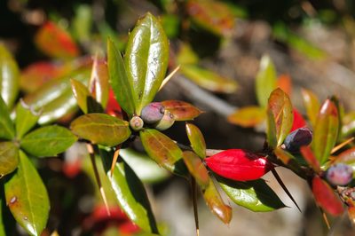 Berberis nantoensis, photographed by Cheng-Tao Lin
