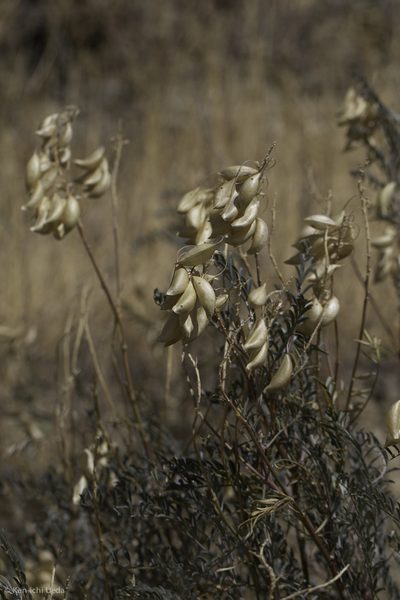 Astragalus asymmetricus, photographed by Ken-ichi Ueda