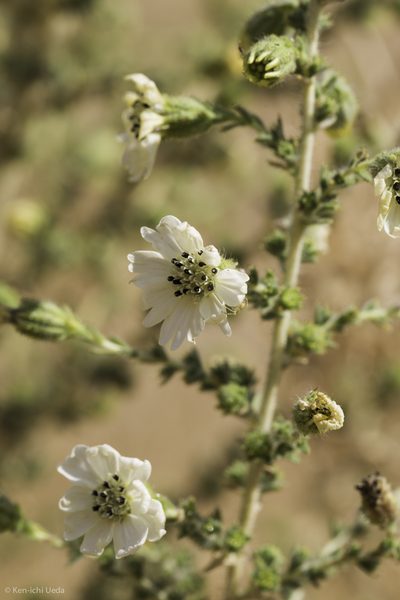 Blepharizonia plumosa, photographed by Ken-ichi Ueda