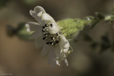 Blepharizonia plumosa, photographed by Ken-ichi Ueda