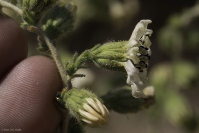 Blepharizonia plumosa, photographed by Ken-ichi Ueda