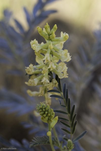 Astragalus asymmetricus, photographed by Ken-ichi Ueda