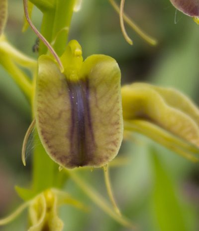 Liparis vexillifera, photographed by Ángela Patricia Rojas Cortés