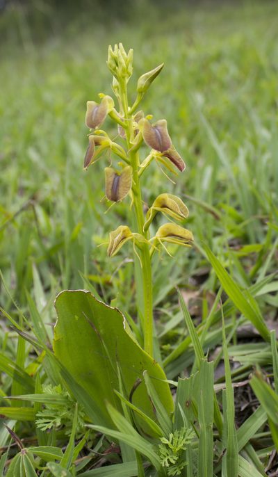 Liparis vexillifera, photographed by Ángela Patricia Rojas Cortés