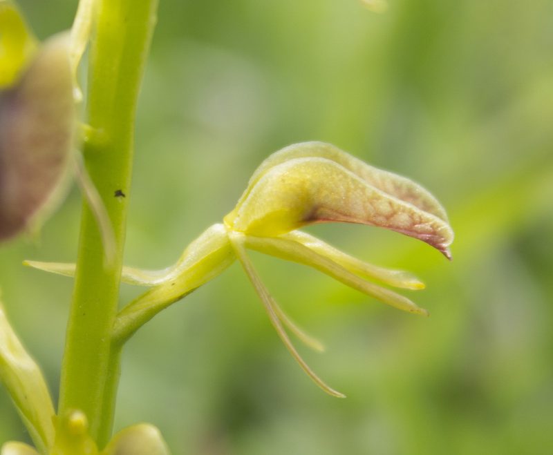 Liparis vexillifera, photographed by Ángela Patricia Rojas Cortés