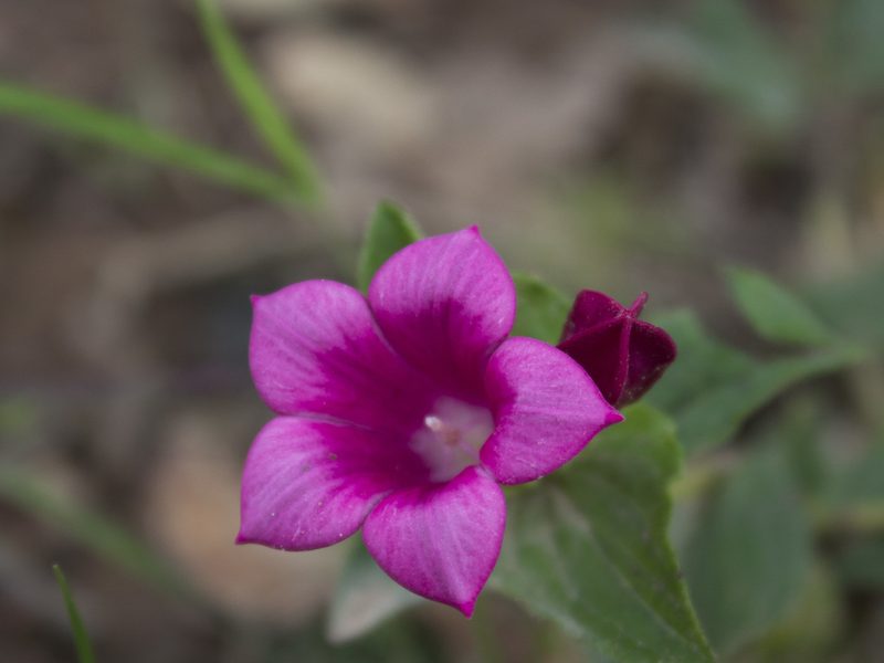 Spigelia scabrella, photographed by Ángela Patricia Rojas Cortés
