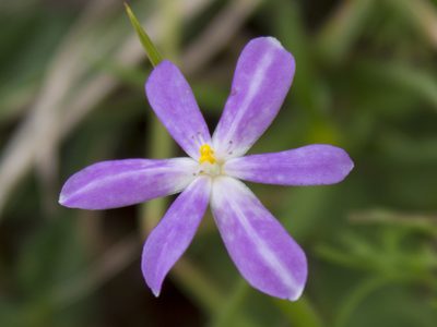 Nemastylis tenuis, photographed by Ángela Patricia Rojas Cortés