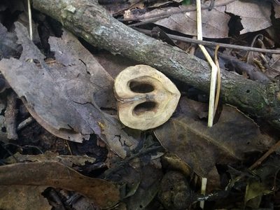 Juglans australis, photographed by Leonel Roget
