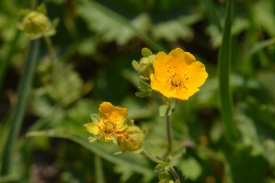 Potentilla flabellifolia, photographed by David Anderson
