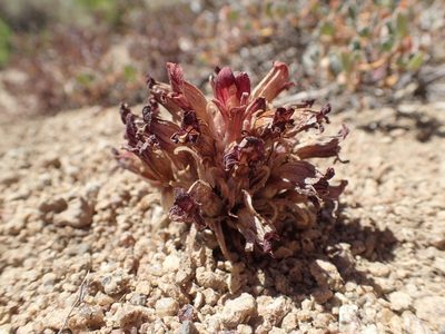 Orobanche corymbosa, photographed by rockybajada
