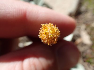 Raillardella argentea, photographed by rockybajada