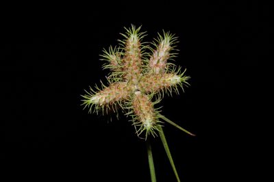 Fuirena simplex, photographed by Michelle W. （鍾偉瑋）