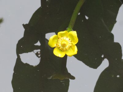 Nuphar japonica, photographed by Marco Mussita