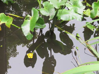 Nuphar japonica, photographed by Marco Mussita